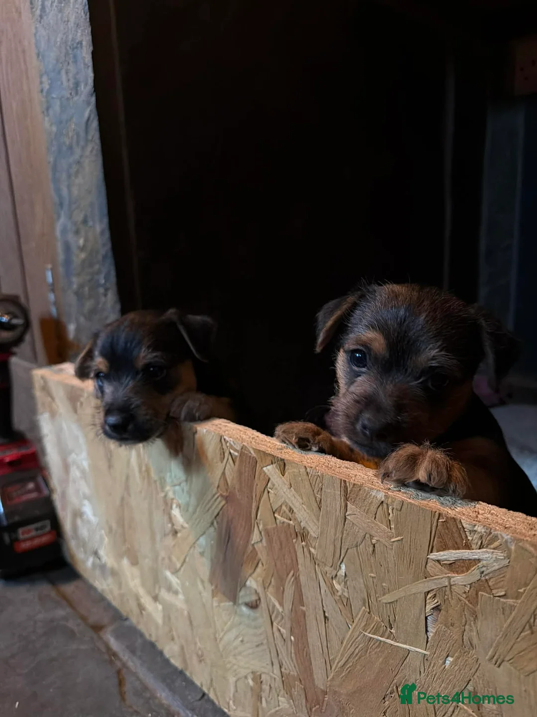 Jack Russell dogs for sale: Traditional Jack Russell - Advert 1