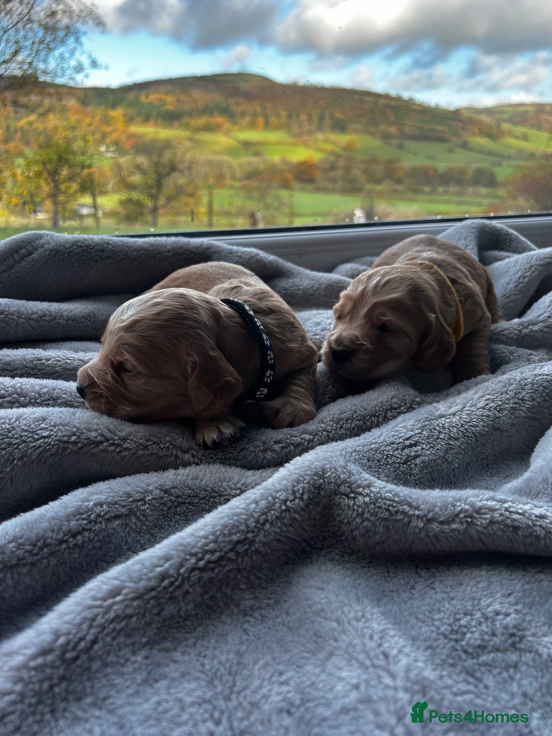 Cocker Spaniel dogs for sale: ✨ Cuddles Await from our Cocker Spaniel Pups  - Image 28