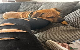 Mixed Breed dogs for sale: Rehome - Image 3