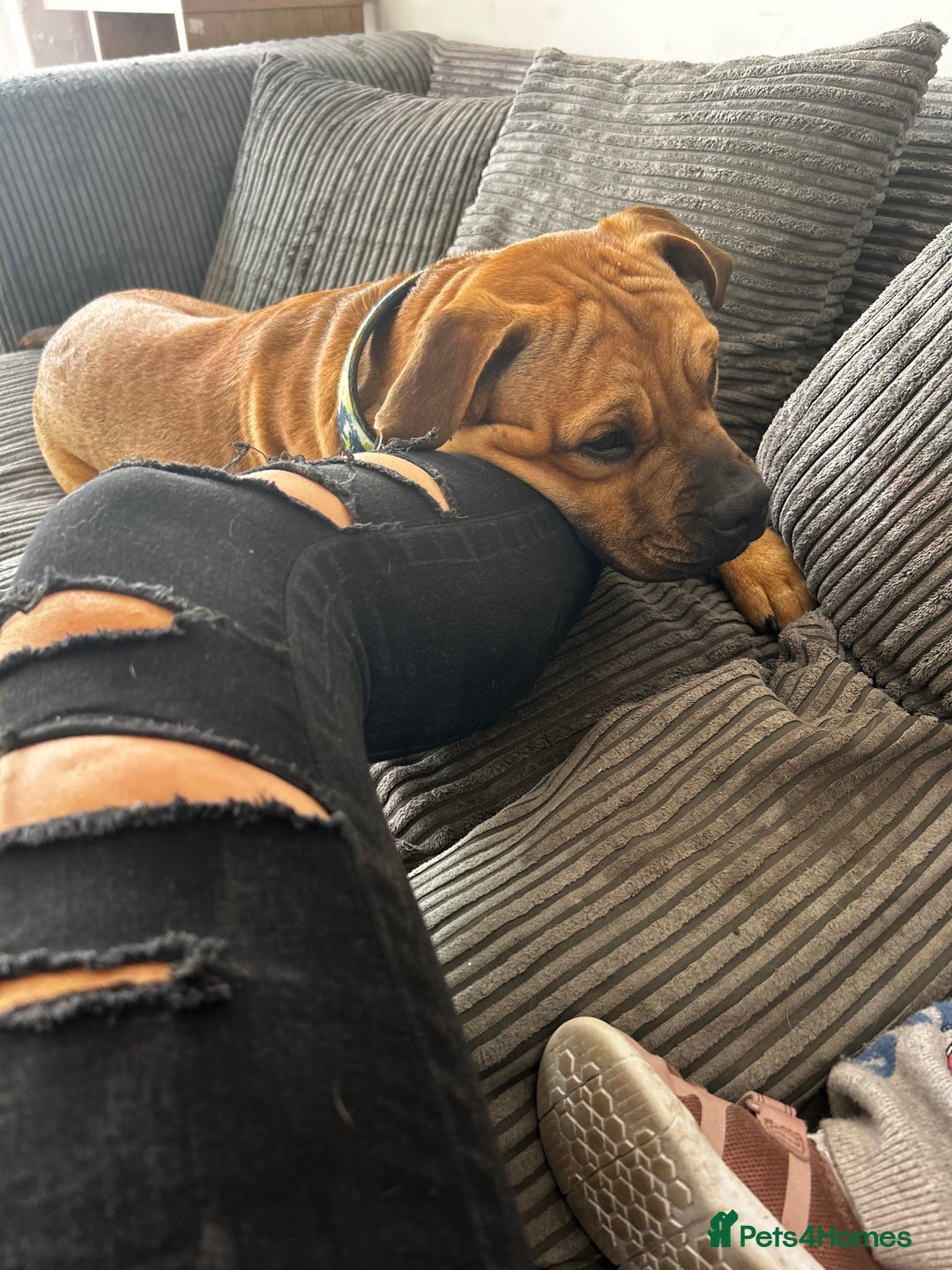 Mixed Breed dogs for sale: Rehome - Image 3
