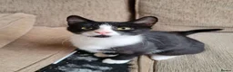Domestic Shorthair cats for adoption: Shell - Advert 1