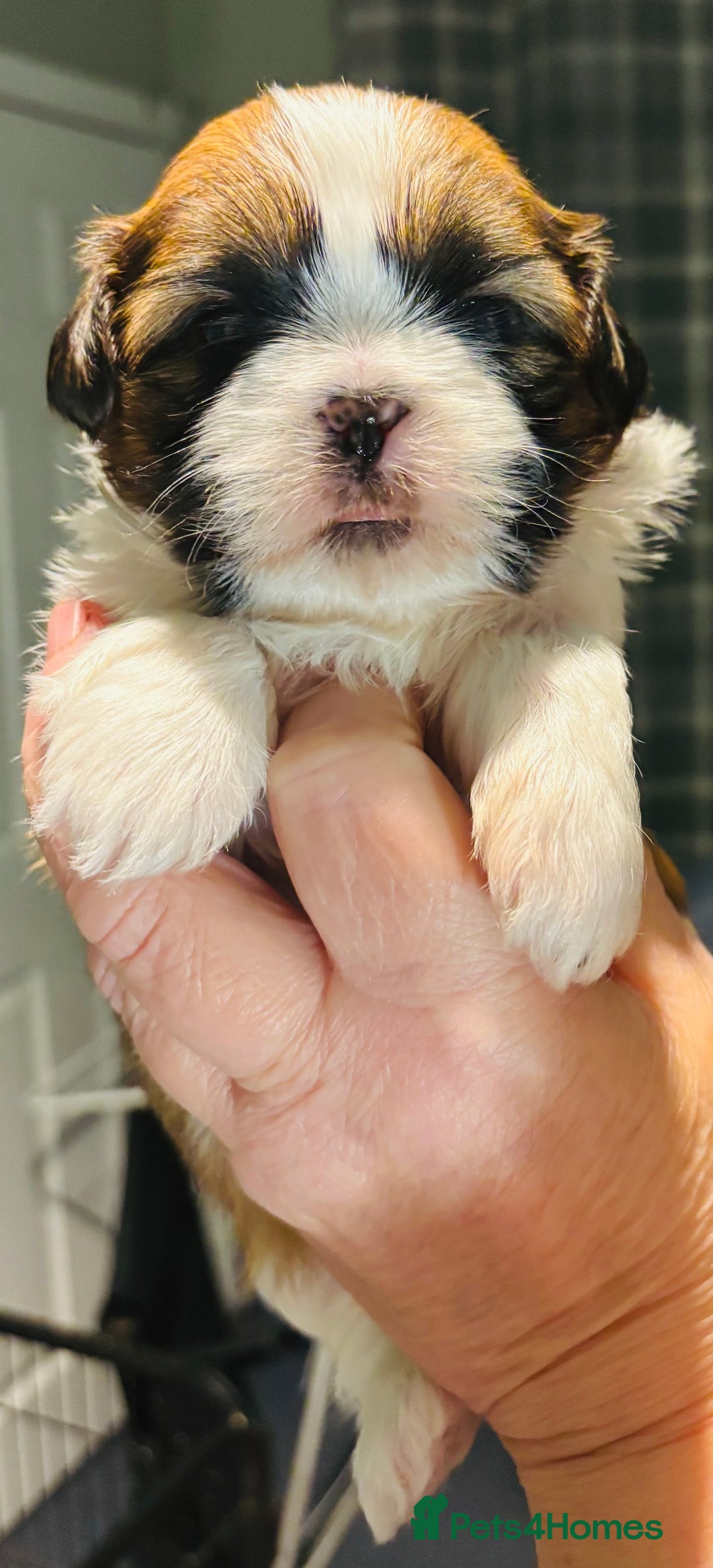 Shih Tzu dogs for sale: Beautiful shih tzu babies  - Advert 22
