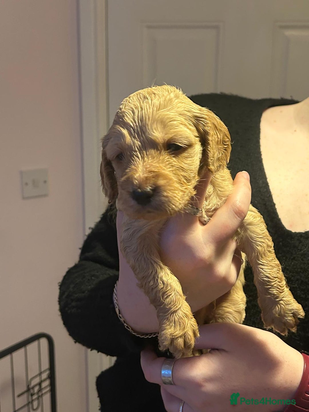 Cockapoo dogs for sale: 8 gorgeous F1 Cockapoos - Advert 38