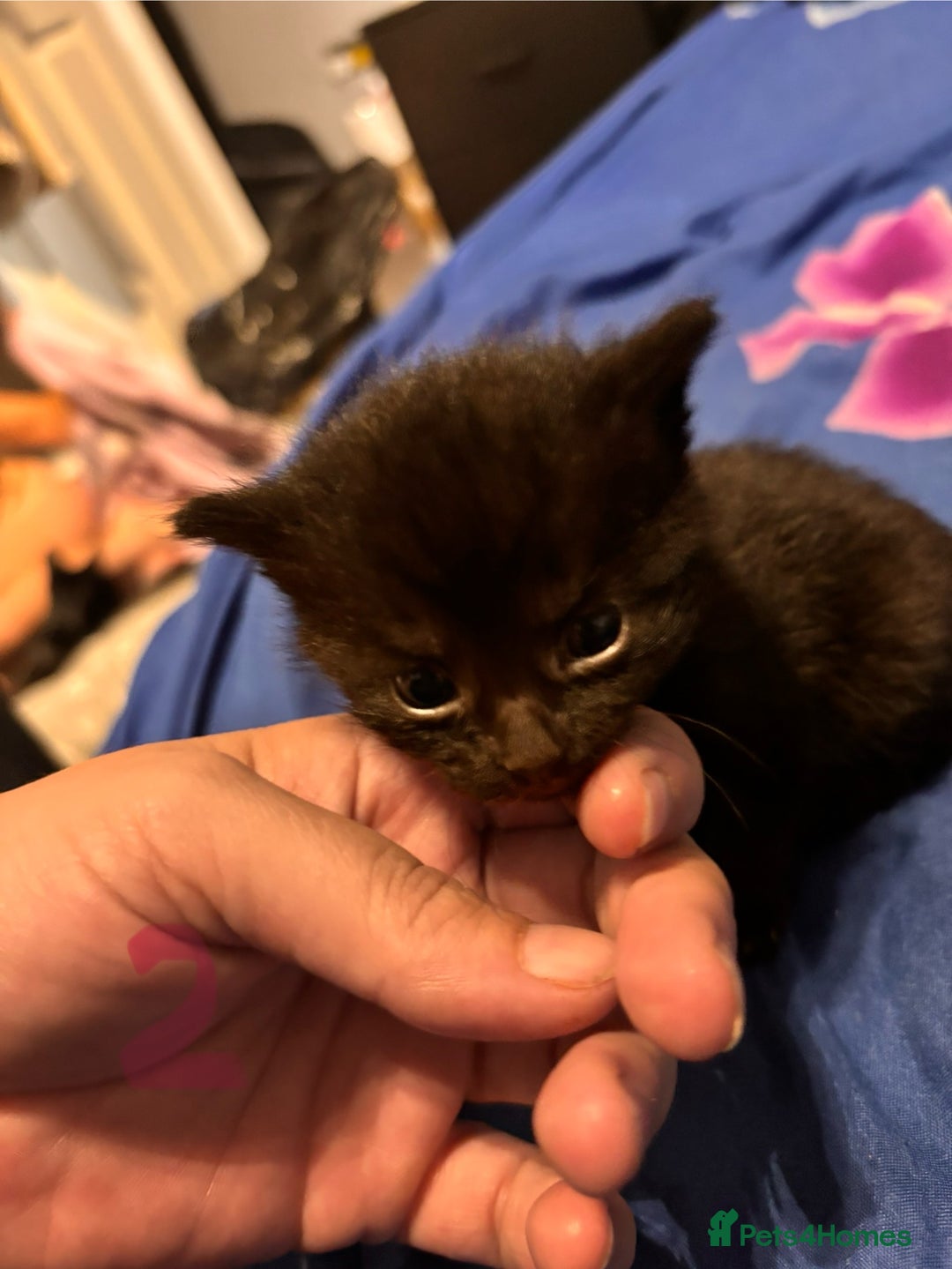 Mixed Breed cats for sale: Kittens - Image 5
