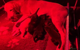 Labrador Retriever dogs for sale: Labrador puppies from working lines - Image 10