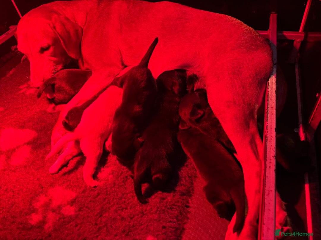 Labrador Retriever dogs for sale: Labrador puppies from working lines - Image 10