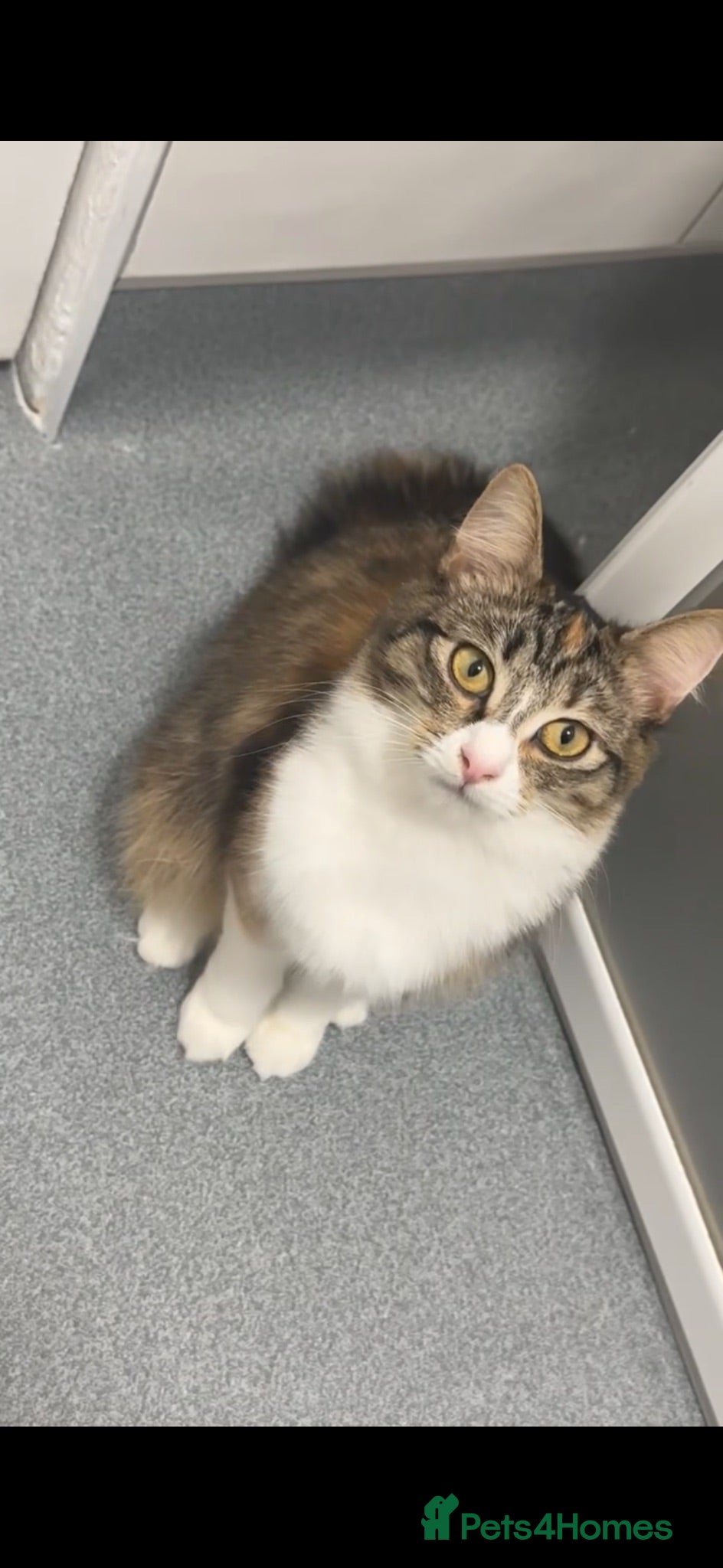 Mixed Breed cats Peanut - Mainecoon Cross - Advert 1