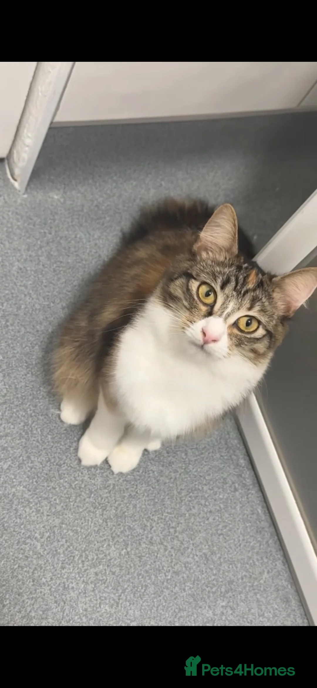 Mixed Breed cats for sale: Peanut - Mainecoon Cross in Gravesend - Advert 1