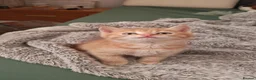 Mixed Breed cats for sale: Cute ginger kitten left - Advert 5