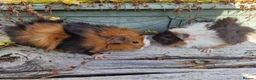 Guinea Pig rodents for sale: Baby male guinea pigs ready now - Advert 7