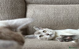 Burmese cats for sale: GCCF reg Pedigree Kittens - Image 14