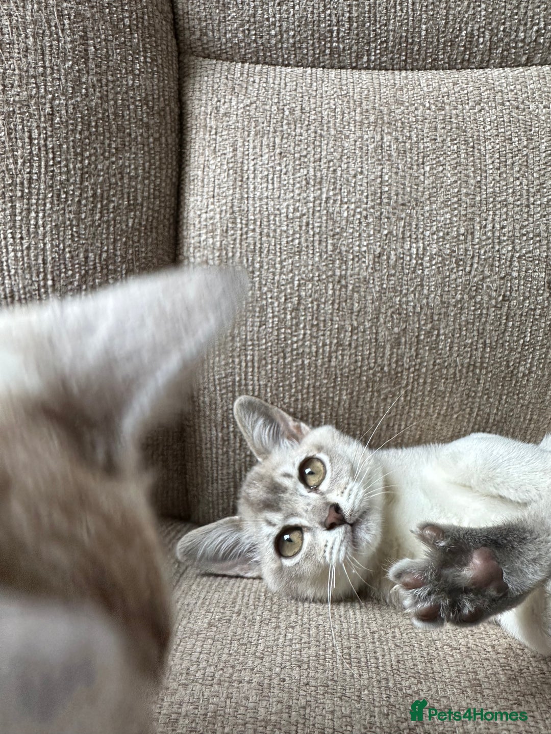 Burmese cats for sale: GCCF reg Pedigree Kittens - Image 14