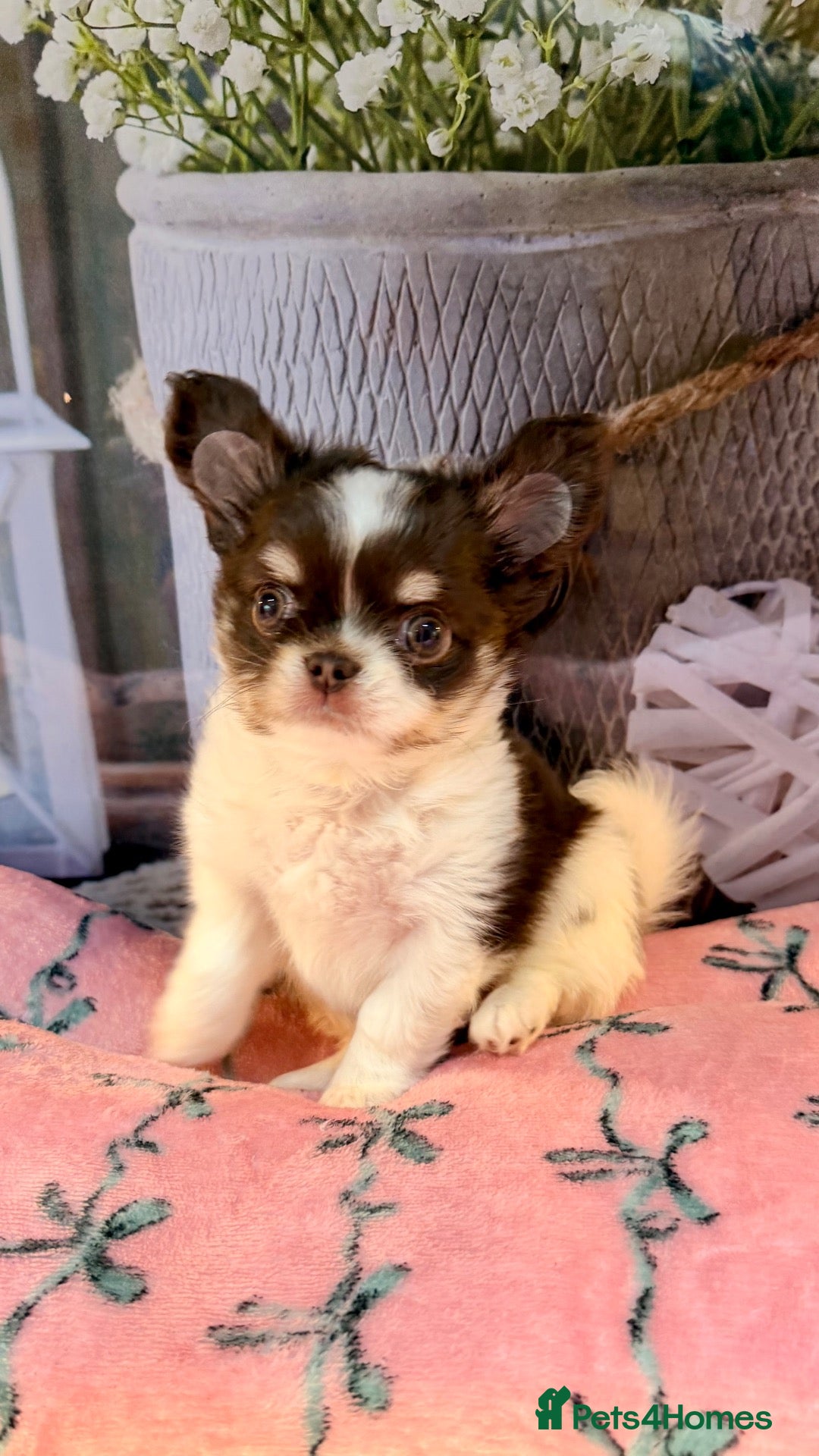 Chihuahua dogs for sale: 🤎🐾🖤Exotic LC RKC Husky Marking Boys🖤🐾🤎 - Advert 1