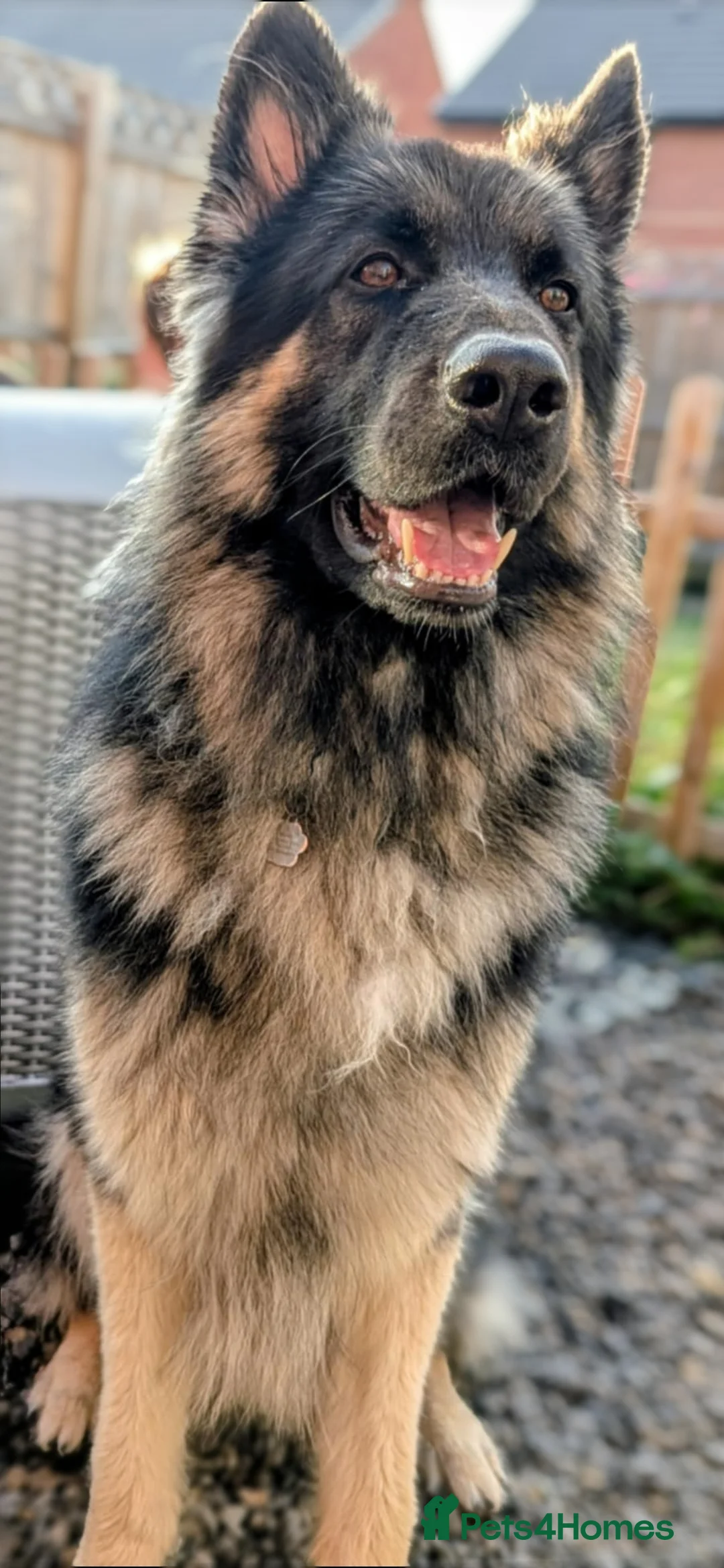 German Shepherd dogs for stud: Chunky GSD male for stud  in Redcar - Advert 2