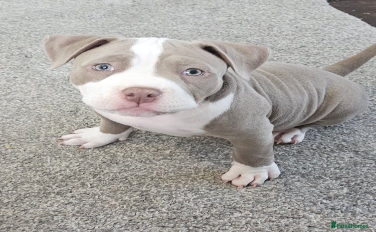 American Bully dogs - Advert 3