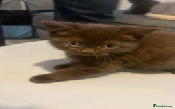British Shorthair cats for sale: GCCF Registered 5 Generation British Shorthair - Image 19
