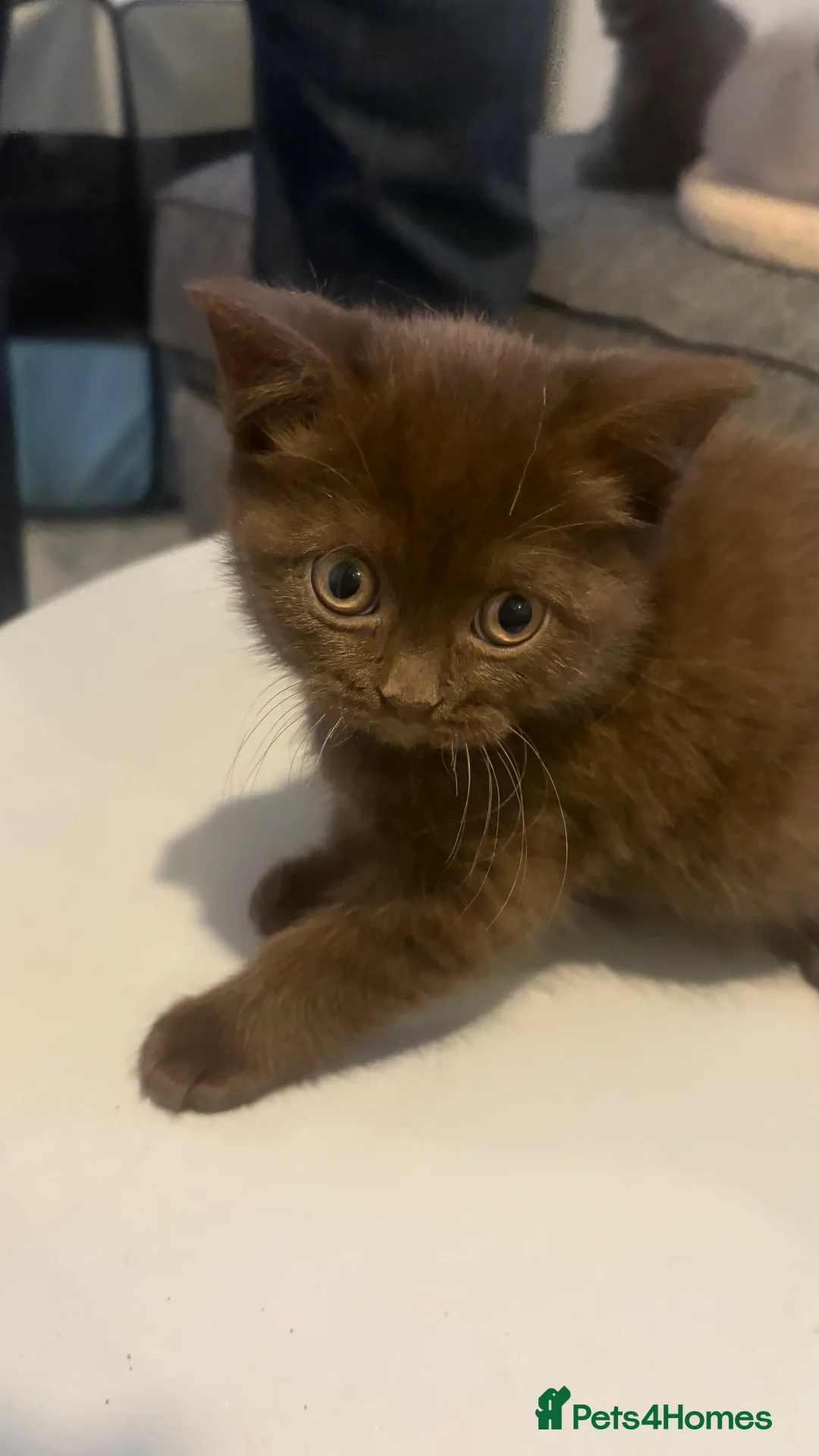 British Shorthair cats for sale: GCCF Registered 5 Generation British Shorthair - Advert 12