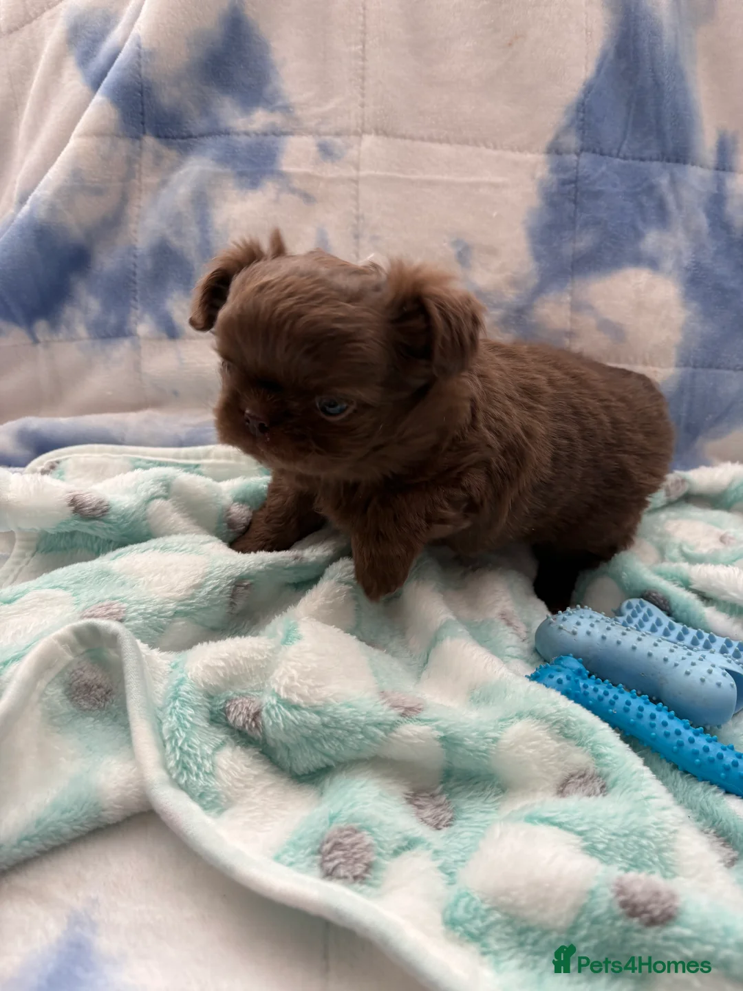 Chihuahua dogs for sale: Russian long-haired Chihuahua - Advert 9