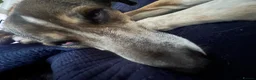Mixed Breed dogs for sale: Beautiful Moroccan girl beldi  - Advert 5