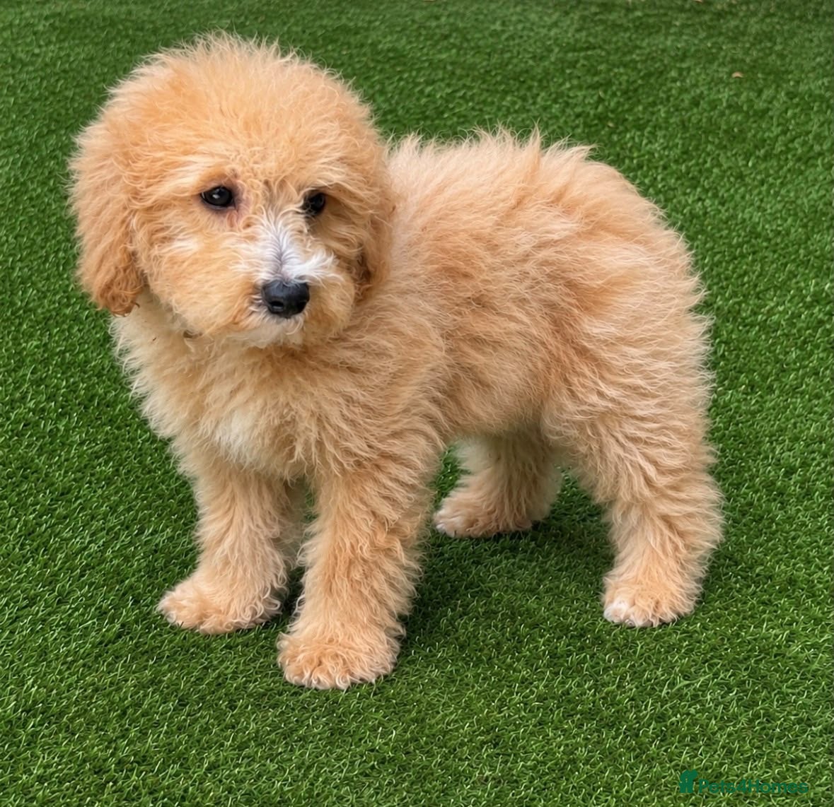 Cavapoo dogs for sale: 🐾 Cavapoo Puppies – Ready Now! 🐾 - Advert 2