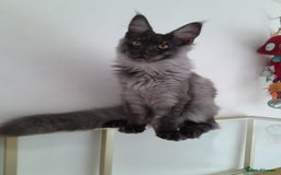 Maine Coon cats for sale: Large Black Smoke maine coon boy TICA 5 Pedigree - Image 4