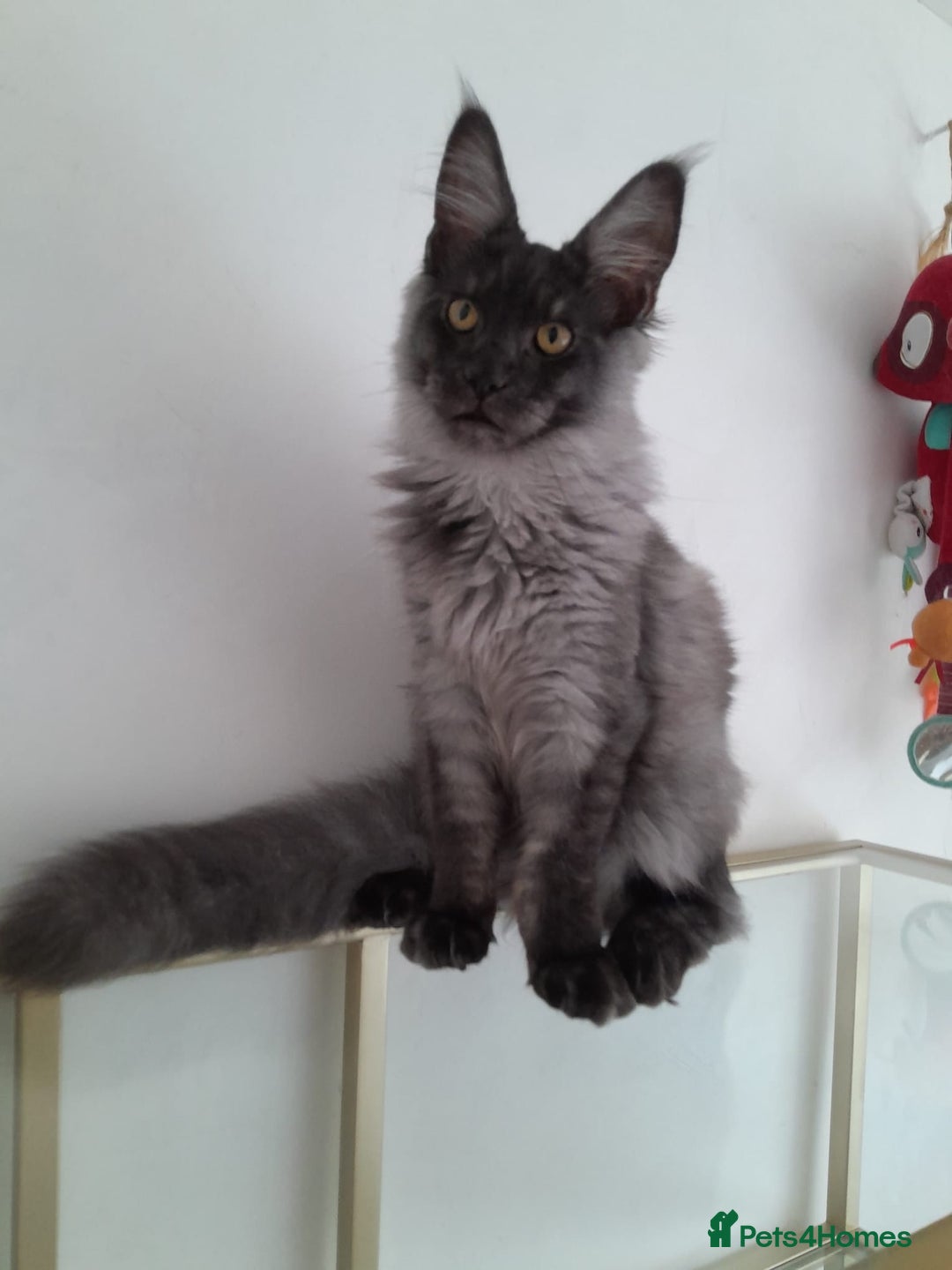 Maine Coon cats for sale: Large Black Smoke maine coon boy TICA 5 Pedigree - Image 4
