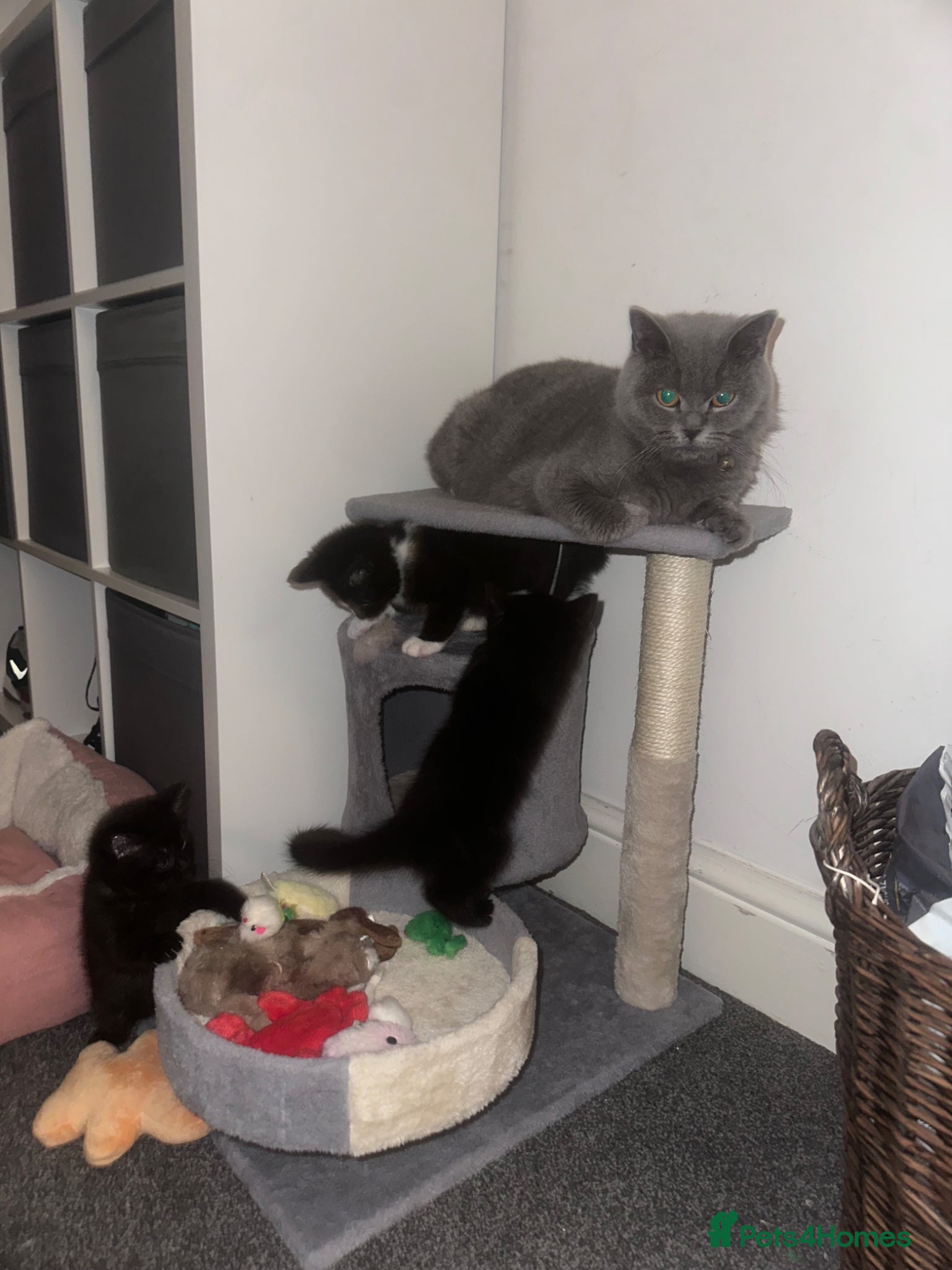 British Shorthair cats British shorthair cross kittens 🐾 Ready to leave - Advert 1