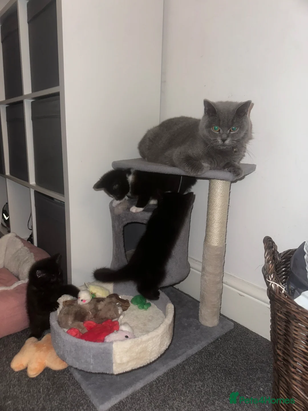 British Shorthair cats for sale: British shorthair cross kittens 🐾 Ready to leave - Advert 1