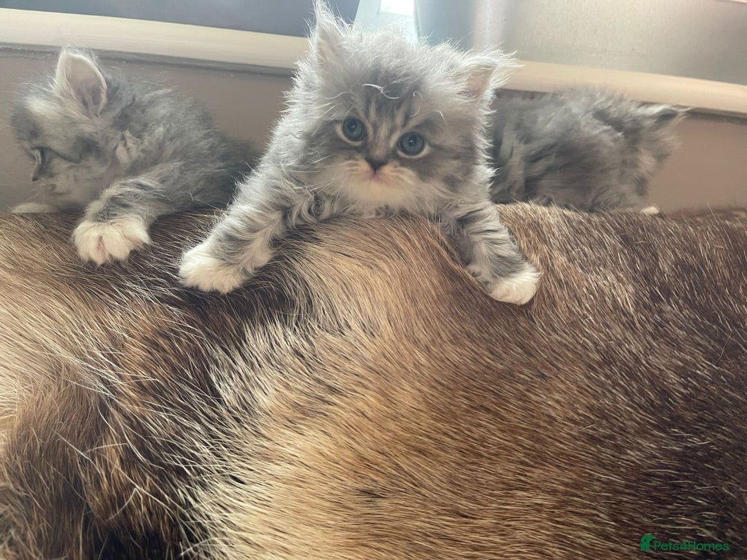Persian cats for sale: Beautiful fluffy kittens very affectionate  - Image 20