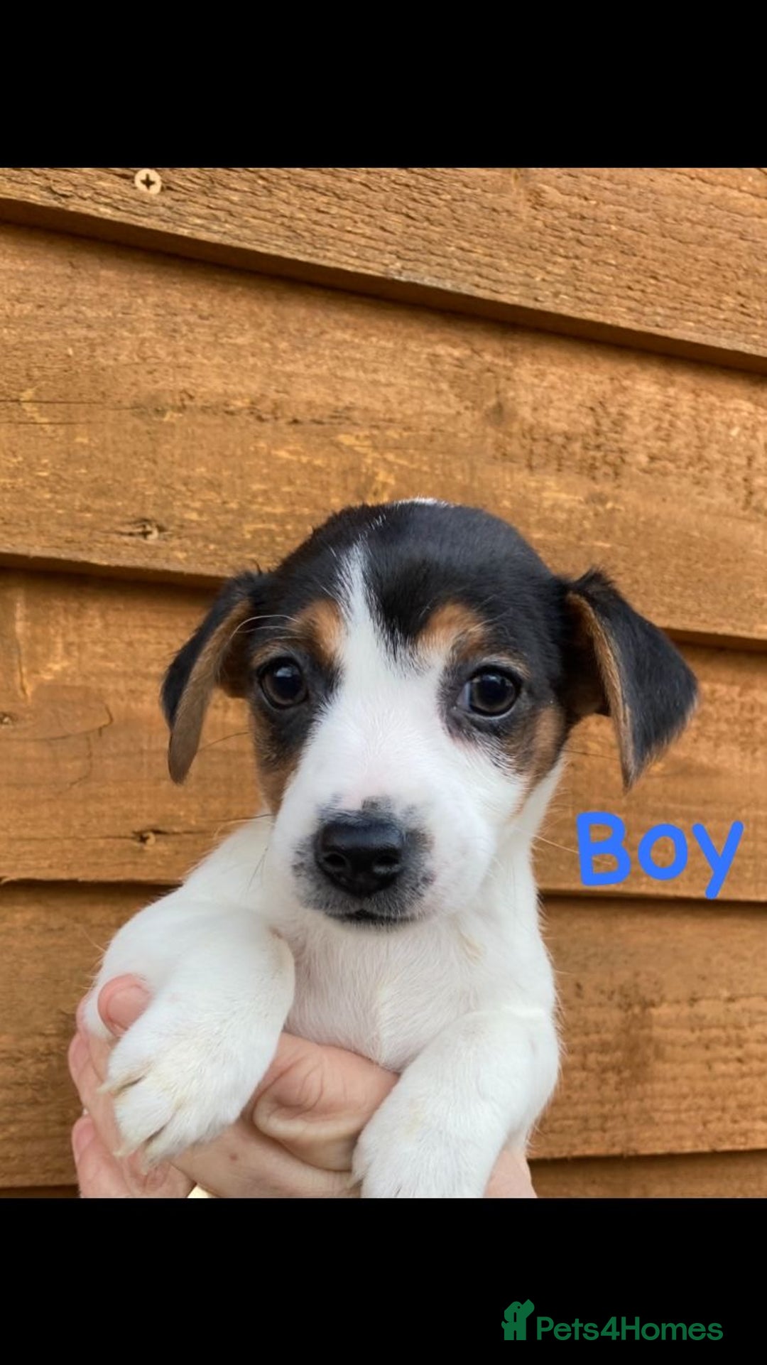 Jack Russell dogs for sale: Our 5 beautiful Jack russle pups for sale  - Advert 2