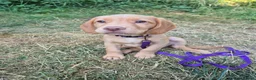 Cockerdor dogs for sale: Cockerdor Girl for rehoming in Nottingham - Advert 1