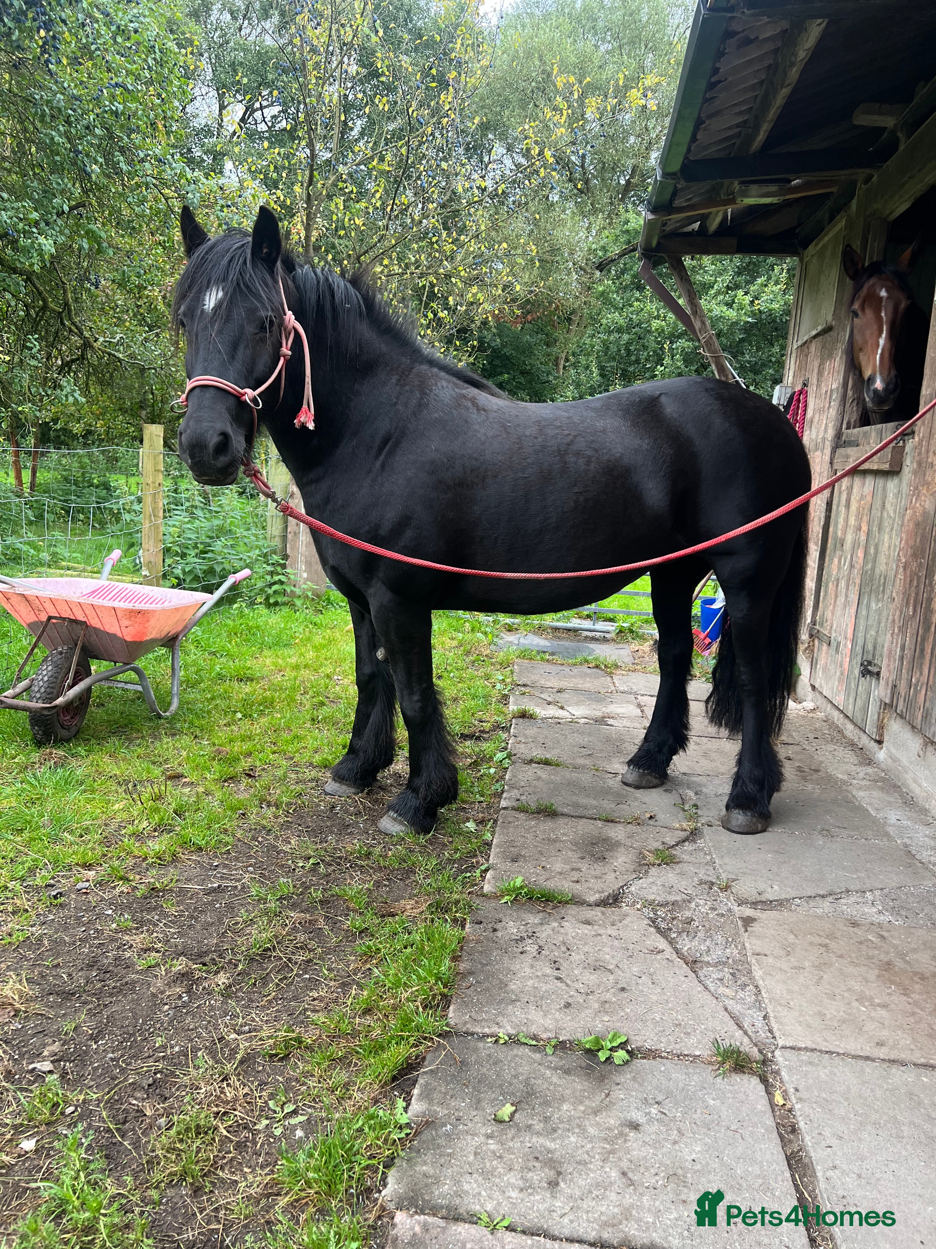 Fell horses Cob x Fell mare 10yrs old  - Advert 11