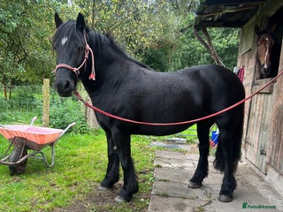 Fell horses Cob x Fell mare 10yrs old - Advert 1