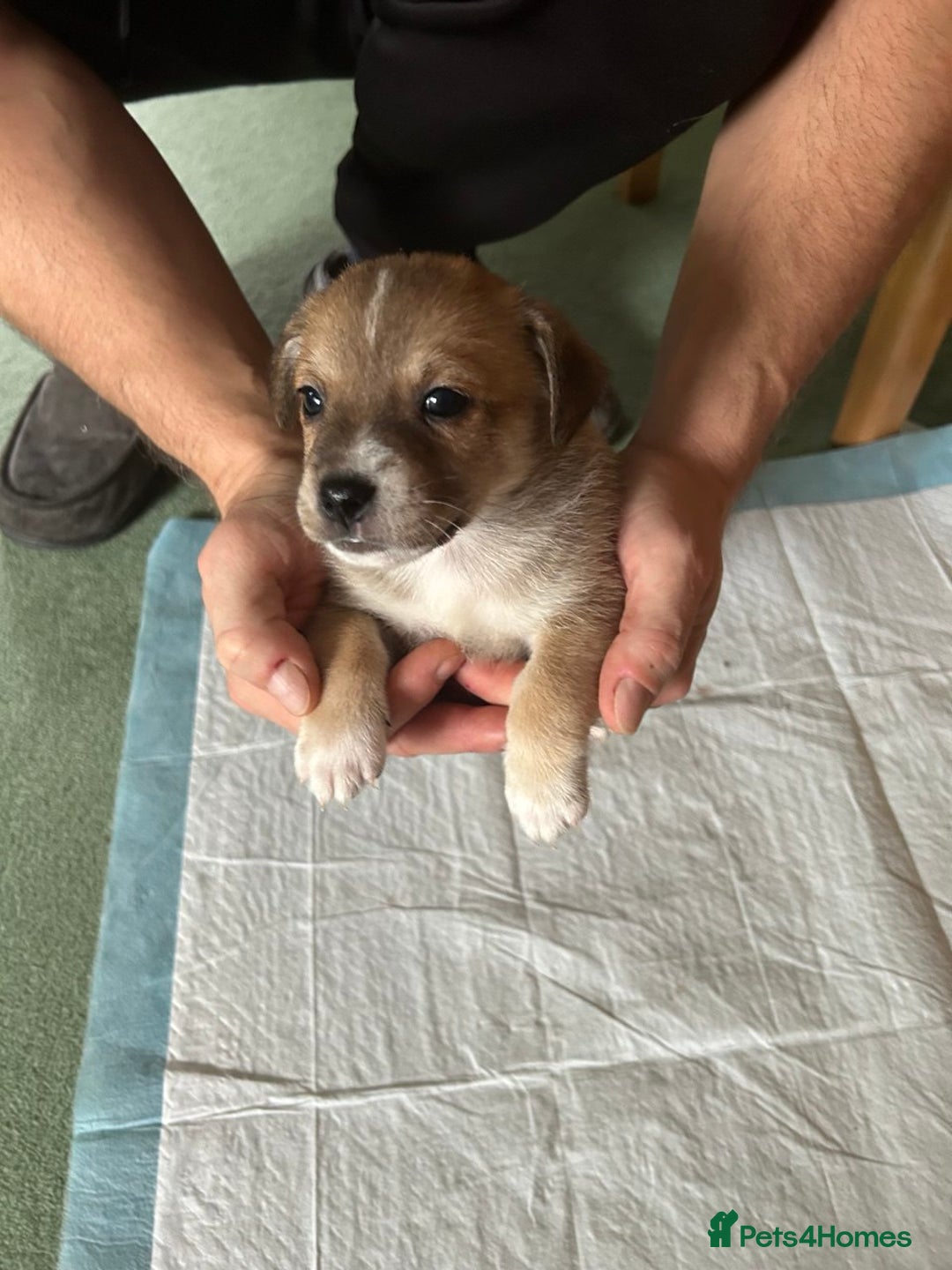 Mixed Breed dogs for sale: Puppies Jack Russel mixed breed - Image 7