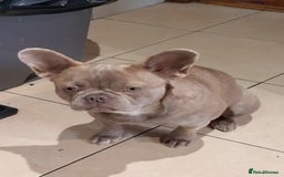 French Bulldog dogs for sale: Healthy and great looking litter. KC registered. - Image 10