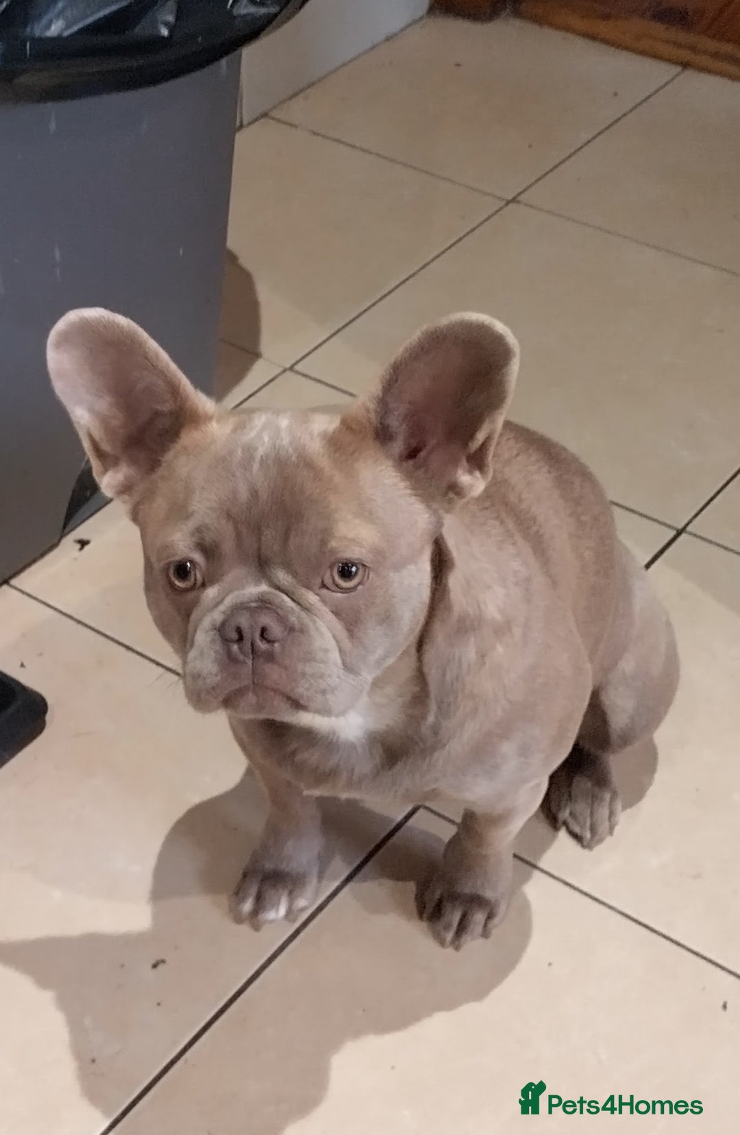 French Bulldog dogs for sale: Healthy and great looking litter. KC registered. - Image 10