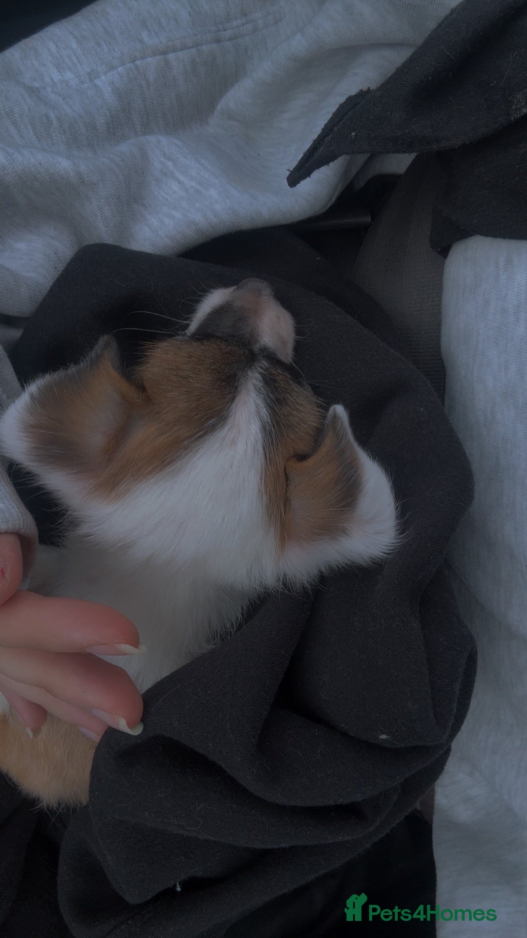 Mixed Breed dogs for sale: Chihuahua x Jack Russel/Shih Tzu - Image 3