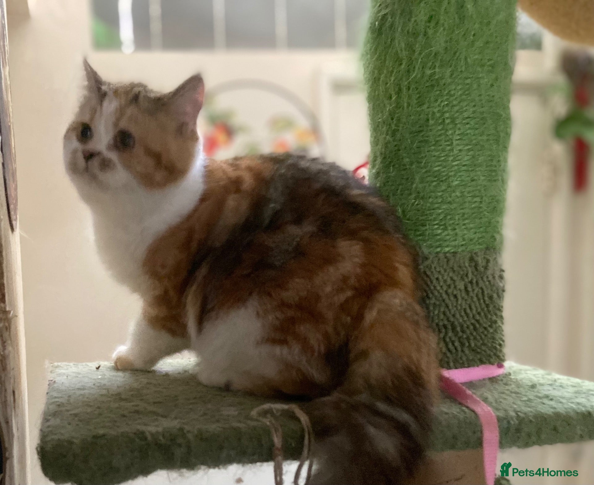 British Shorthair cats Full Pedigree Kittens available  - Advert 4