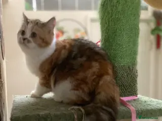 British Shorthair cats Full Pedigree Kittens available - Advert 4