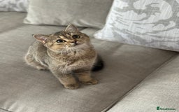 British Shorthair cats for sale: BSH Golden kittens  - Image 34