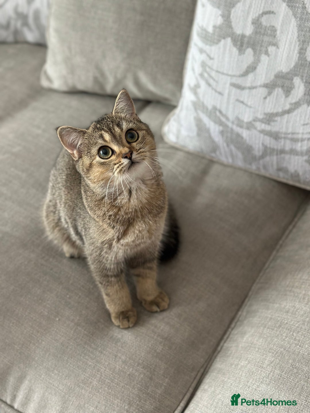 British Shorthair cats for sale: BSH Golden kittens  - Image 34
