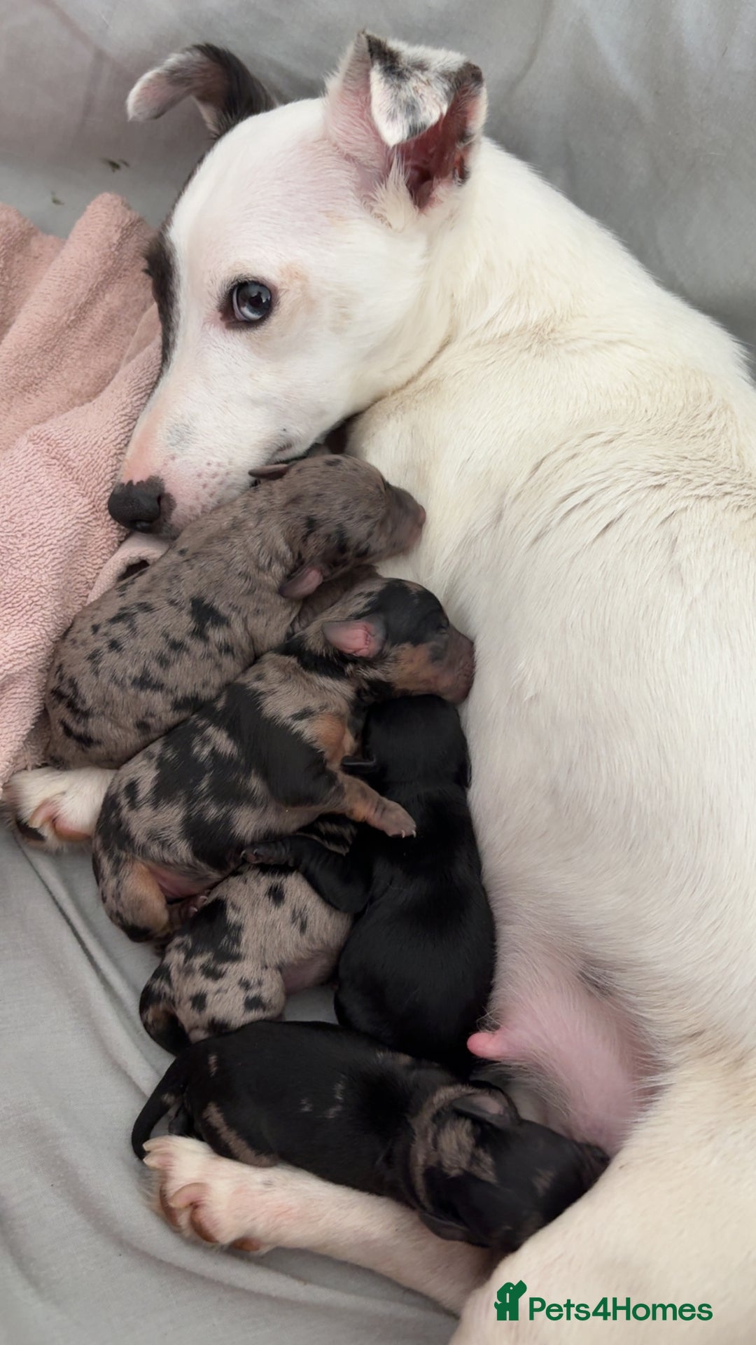 Jackapoo dogs for sale: Beautiful jackapoo’s  - Image 17