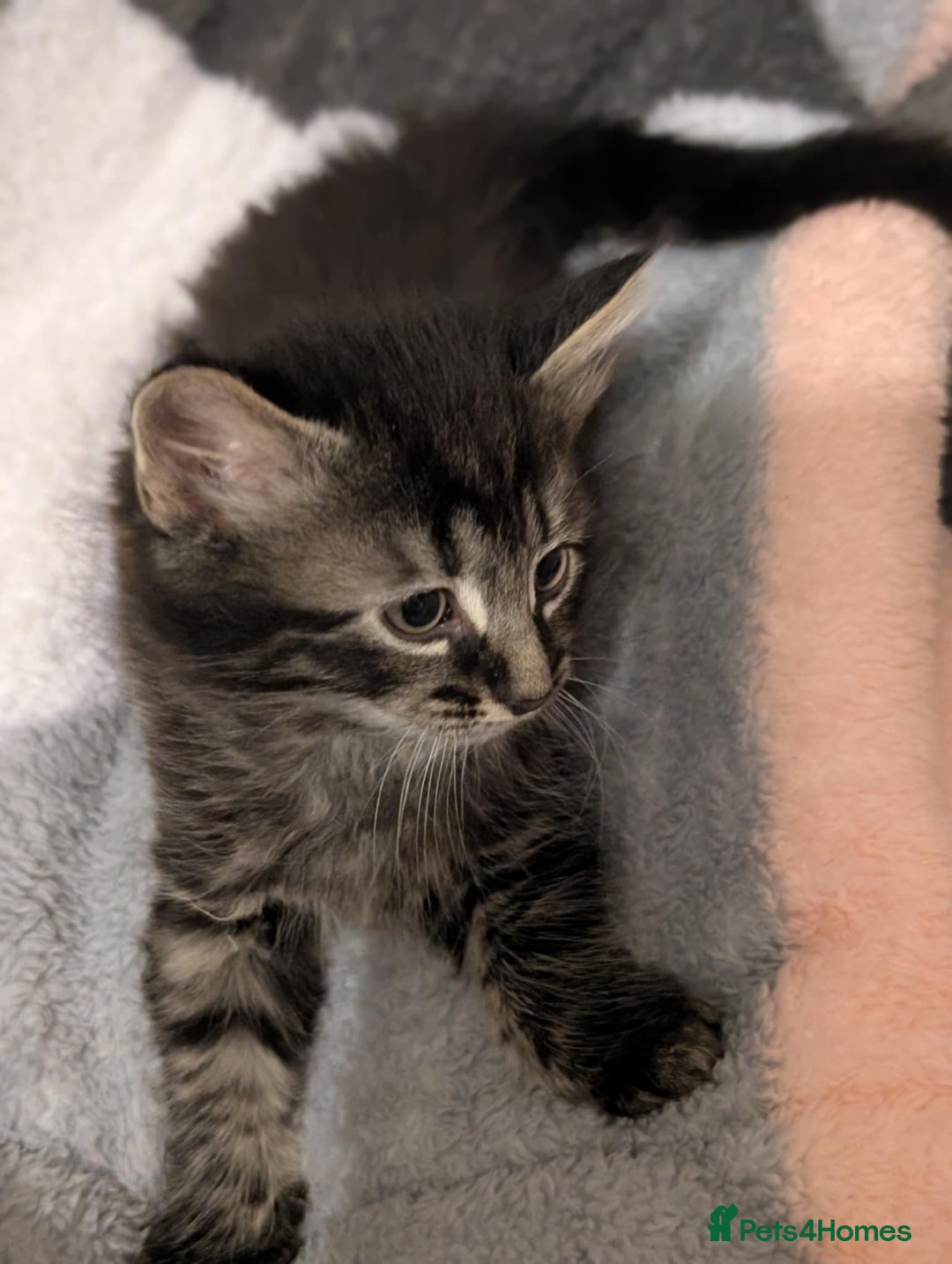 Mixed Breed cats for sale: Four kittens for sale  - Advert 7