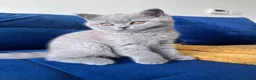 British Shorthair cats for sale: British Shorthair  in South Queensferry - Advert 3