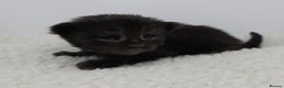 Maine Coon cats for sale: Maine Coon Kittens LARGE Blue/Black Tortie/Tabby - Advert 19