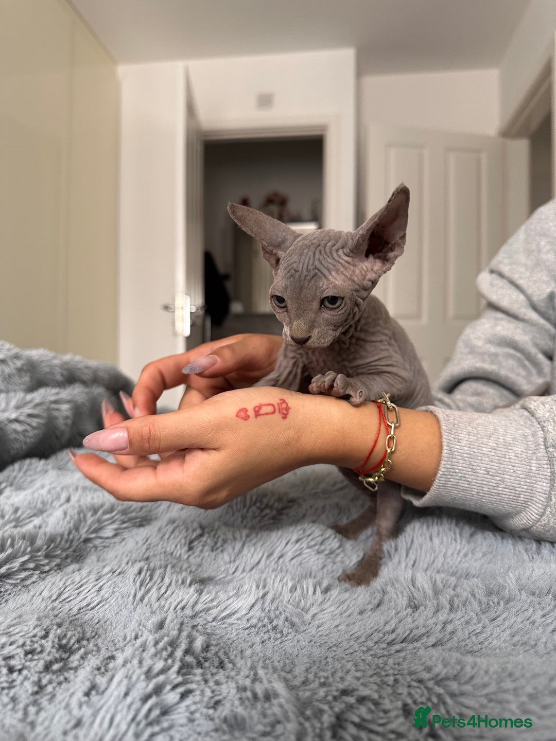 Sphynx cats for sale: Four 😍 SPHYNX kittens  - Image 19