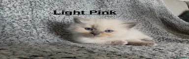 Light pink collar