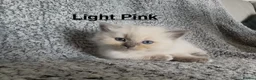Ragdoll cats for sale: Purebred Blue Point & Blue Mitted ragdolls - Advert 22