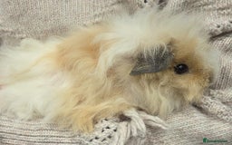 Guinea Pig rodents for sale: 3 beautiful females for sale  - Image 6