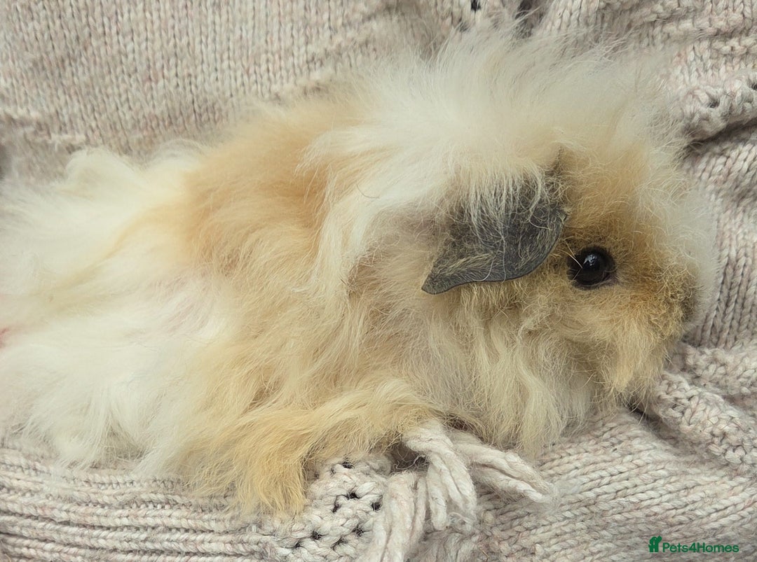 Guinea Pig rodents for sale: 3 beautiful females for sale  - Image 6